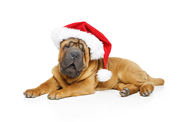 Image showing shar pei puppy in christmas hat