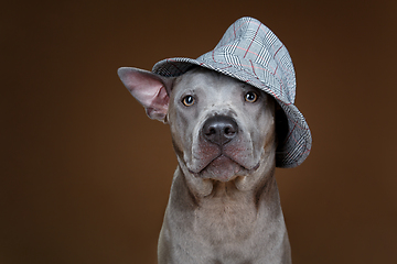 Image showing beautiful blue thai ridgeback dog in hat