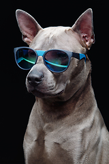 Image showing beautiful thai ridgeback dog in sun glasses