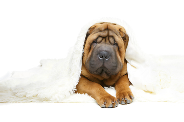 Image showing shar pei puppy under plaid