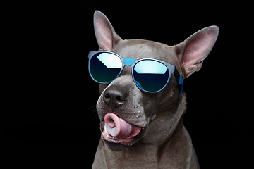 Image showing beautiful thai ridgeback dog in sun glasses