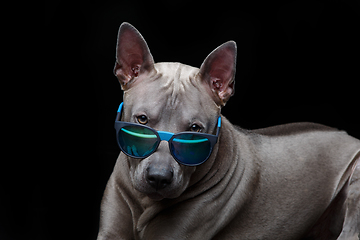 Image showing beautiful thai ridgeback dog in sun glasses