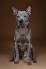 Image showing beautiful blue thai ridgeback dog