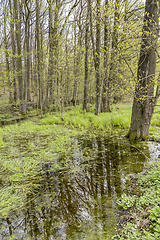 Image showing forest with swamp