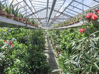 Image showing sunny greenhouse scenery