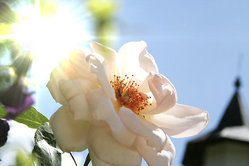 Image showing Flower