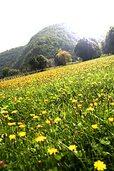 Image showing Flowers landscape