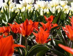 Image showing Tulips