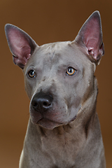 Image showing beautiful blue thai ridgeback dog