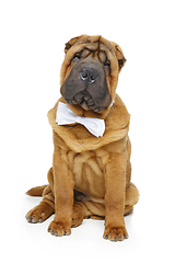 Image showing shar pei puppy with white bow tie