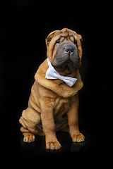 Image showing shar pei puppy with white bow tie