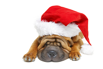 Image showing shar pei puppy in christmas hat