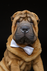 Image showing shar pei puppy with white bow tie