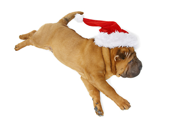 Image showing shar pei puppy in christmas hat