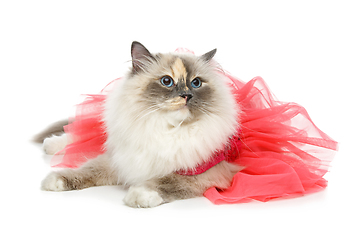 Image showing beautiful birma cat in pink dress