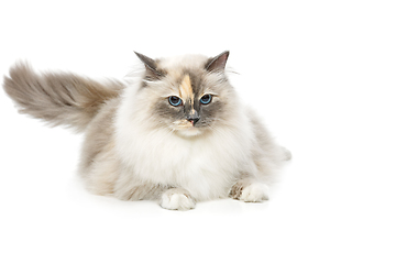 Image showing beautiful birma cat isolated on white