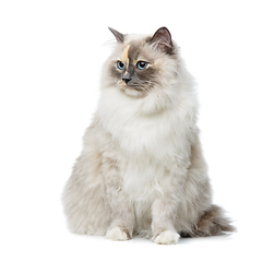 Image showing beautiful birma cat isolated on white
