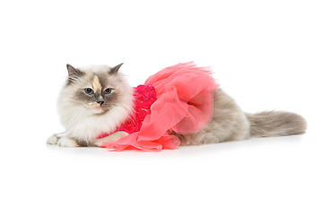 Image showing beautiful birma cat in pink dress