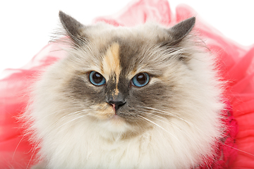 Image showing beautiful birma cat in pink dress