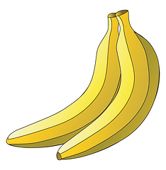 Image showing A pair of yellow plantain vector or color illustration