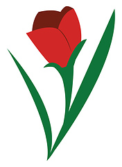 Image showing A red rose vector or color illustration