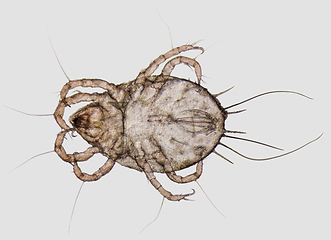 Image showing House dust mite closeup
