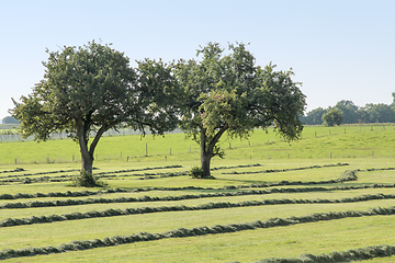 Image showing meadow with fruit trees