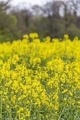 Image showing field of rapeseed at spring time