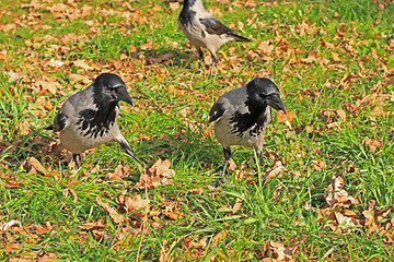 Image showing Dancing crows