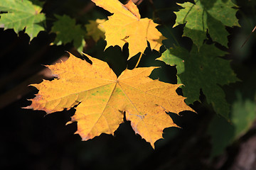 Image showing Maple leaf