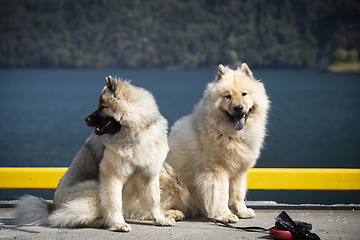 Image showing Eurasier Dog