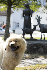 Image showing Eurasier Dog