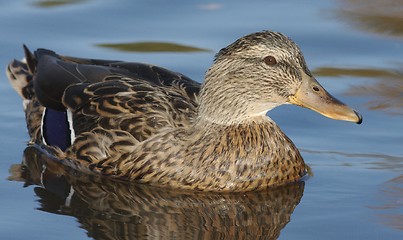 Image showing Mallard in the water. 