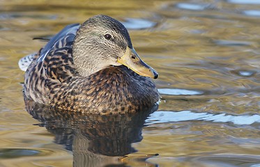 Image showing Mallard in the water. 