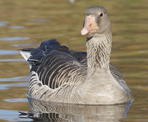 Image showing Greylag Goose. 