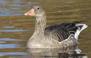 Image showing Greylag Goose. 