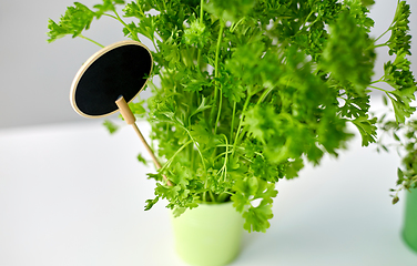 Image showing green parsley herb with name plate in pot on table