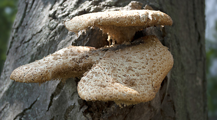 Image showing Mushrooms growing on a tree