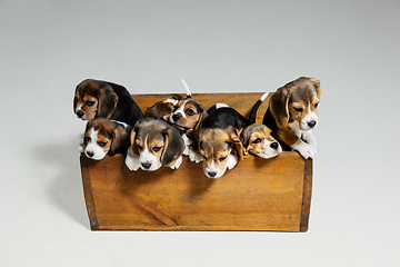 Image showing Studio shot of beagle puppies on white studio background