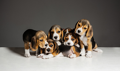 Image showing Studio shot of beagle puppies on grey studio background