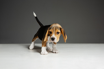 Image showing Studio shot of beagle puppy on grey studio background