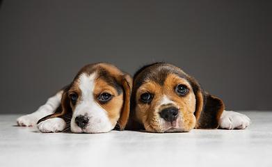 Image showing Studio shot of beagle puppies on grey studio background