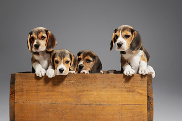 Image showing Studio shot of beagle puppies on grey studio background