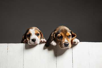 Image showing Studio shot of beagle puppies on grey studio background