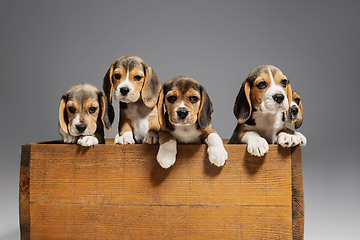 Image showing Studio shot of beagle puppies on grey studio background