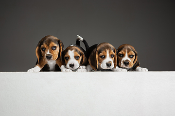 Image showing Studio shot of beagle puppies on grey studio background