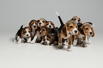 Image showing Studio shot of beagle puppies on white studio background