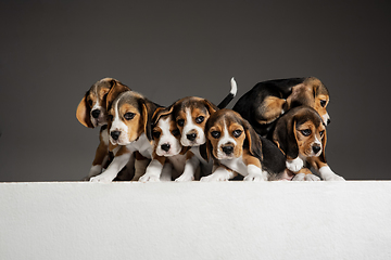 Image showing Studio shot of beagle puppies on grey studio background