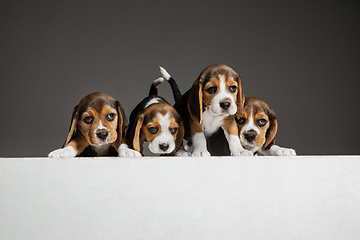 Image showing Studio shot of beagle puppies on grey studio background