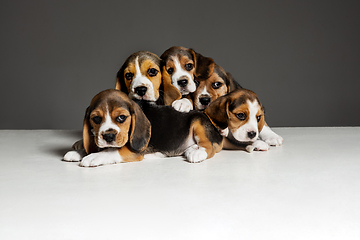 Image showing Studio shot of beagle puppies on grey studio background